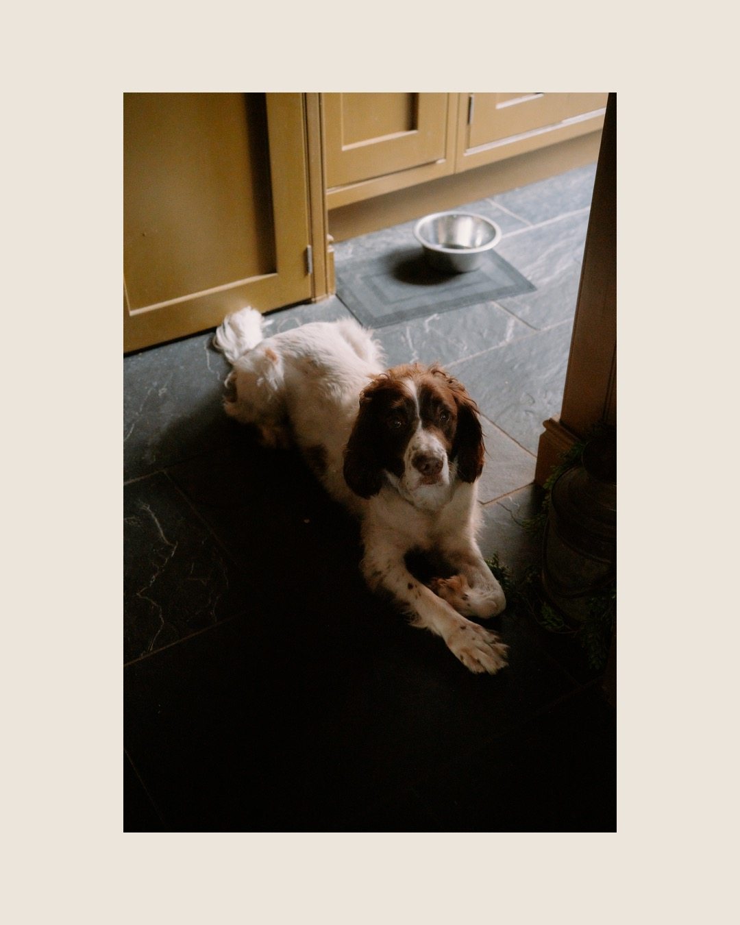 A springer spaniel resting on the finished kitchen floor