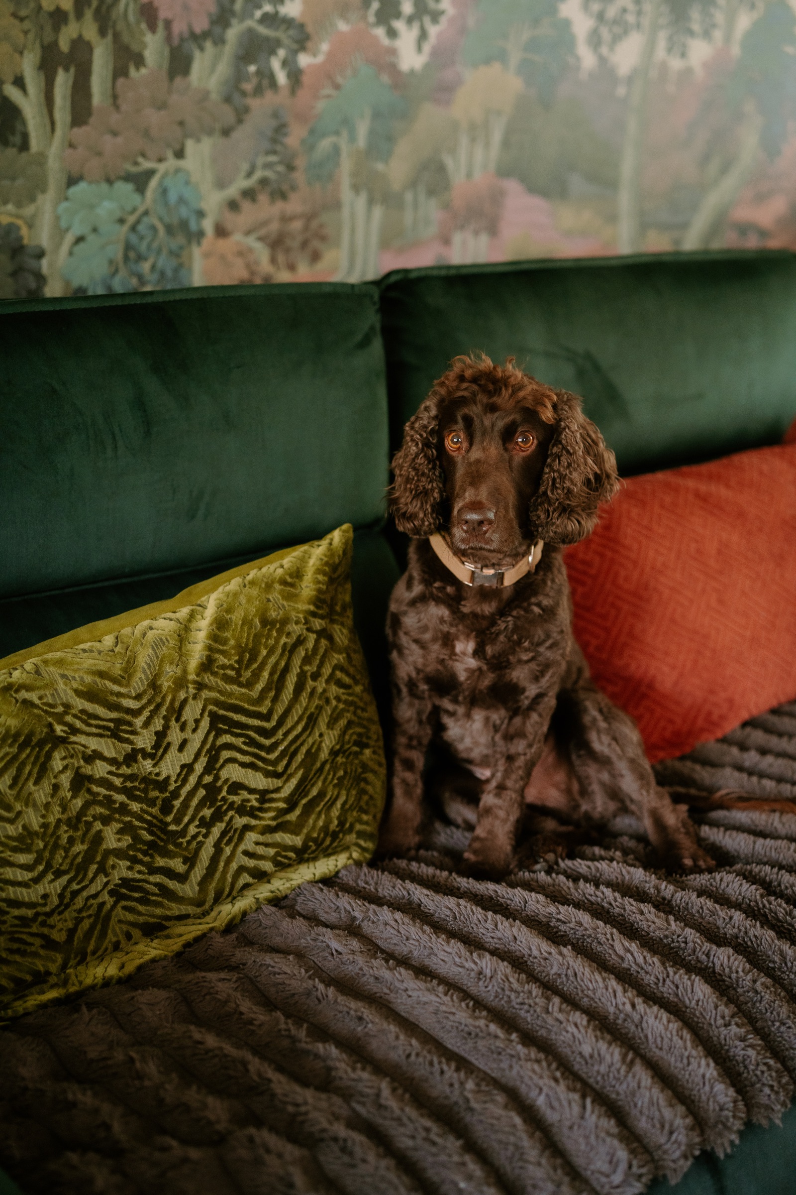One of Myrtleberry’s spaniels in the green lounge